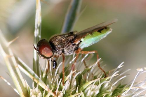 Réf. 306 849 : Odontomyia angulata